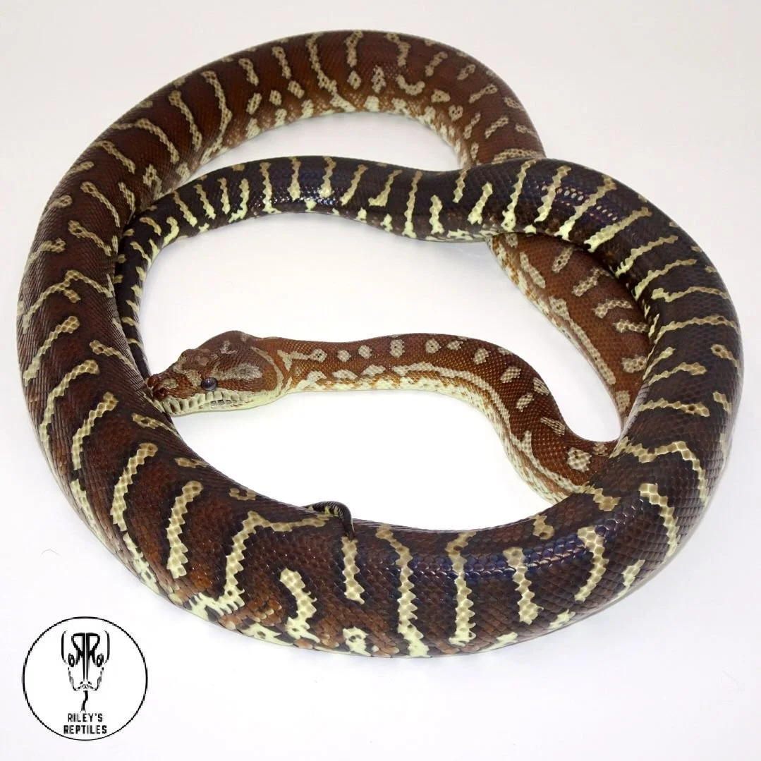 Breeders | Discover Quality Reptile Breeders — Riley's Reptiles